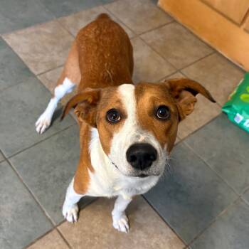 Rescue Mixed Breed Dogs for Adoption in Chattanooga, Tennessee - Pickle Chips | PetCurious