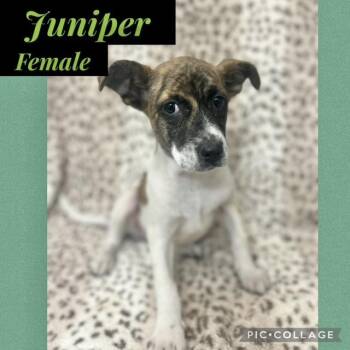 Corgi Dogs Available for Adoption in Manchester, Connecticut - Juniper | PetCurious