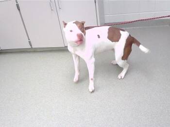 VOP -  American Bulldog and Mixed Breed Dog Available for Adoption in Omaha, Nebraska - VOP | PetCurious