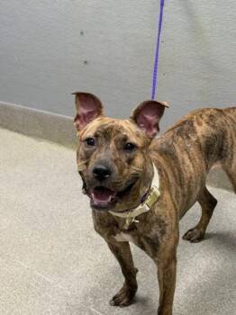 XENA -  Pit Bull Terrier Dog for Adoption in Las Vegas, Nevada - XENA | PetCurious
