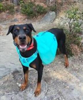 Doberman Pinscher Dogs Available for Adoption in Mocksville, North Carolina - Nuka | PetCurious