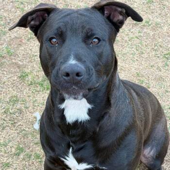 Shylo -  Black Labrador Retriever and Pit Bull Terrier Dog for Adoption in Geronimo, Oklahoma - Shylo | PetCurious