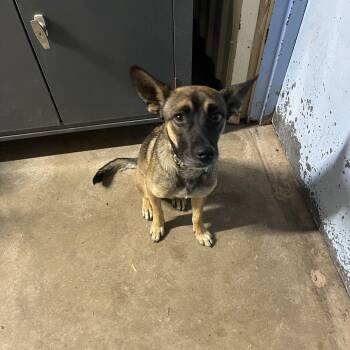Reggy -  German Shepherd Dog Dog for Adoption in Lordsburg, New Mexico - Reggy | PetCurious