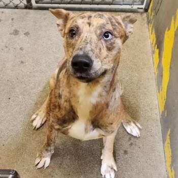 Rescue Catahoula Leopard Dog Dogs for Adoption in Anderson, California - Ryder | PetCurious