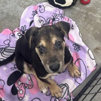 Windell -  Labrador Retriever Dog for Adoption in Parrish, Alabama - Windell | PetCurious