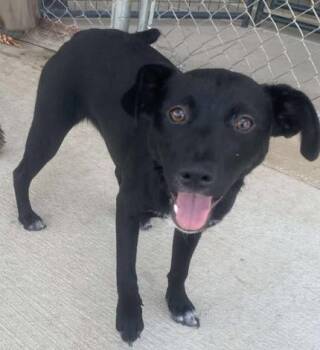 Rescue Mixed Breed Dogs for Adoption in Lampasas, Texas - Beth | PetCurious