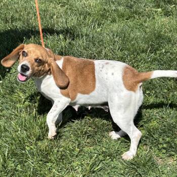 Beagle Dogs Available for Adoption in Cincinnati, Ohio - Lottie | PetCurious
