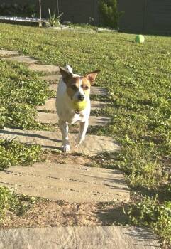 Parson Russell Terrier Dogs Available for Adoption in Columbia, Tennessee - Tanner CP | PetCurious