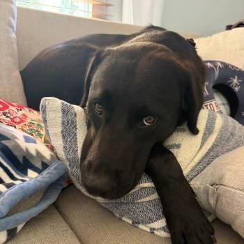 Mixed Breed Dogs Available for Adoption in Raleigh, North Carolina - Derby | PetCurious