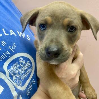 Big Mac -  Mixed Breed Dog for Adoption in Huntsville, Arkansas - Big Mac | PetCurious