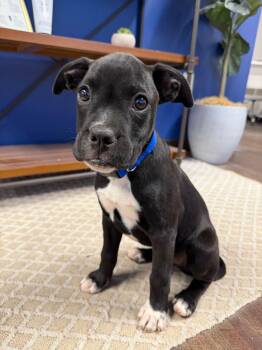 Silas -  Boxer and Labrador Retriever Dog for Adoption in Glocester, Rhode Island - Silas | PetCurious