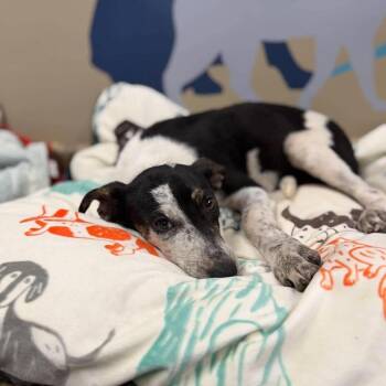 Sasha -  Beagle and Australian Cattle Dog Blue Heeler Dog for Adoption in Fairfax Station, Virginia - Sasha | PetCurious