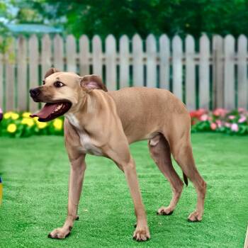 Zeus -  Labrador Retriever Dog for Adoption in Williston, Vermont - Zeus | PetCurious