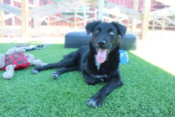 Ariel -  Golden Retriever and Australian Shepherd Dog for Adoption in Chestertown, Maryland - Ariel | PetCurious