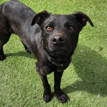 Labrador Retriever Dogs Available for Adoption in Austin, Texas - Stuart JuM* | PetCurious