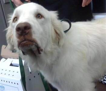 BANJO -  Great Pyrenees and Mixed Breed Dog for Adoption in Dallas, Texas - BANJO | PetCurious