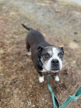 Millie -  American Bully Dog for Adoption in Ayden, North Carolina - Millie | PetCurious