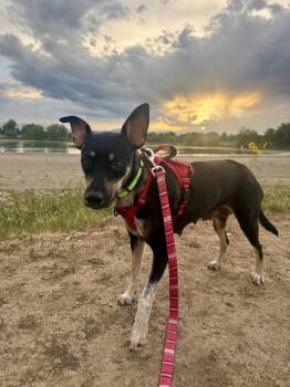 MAGNOLIA -  Australian Kelpie Dog for Adoption in Broomfield, Colorado - MAGNOLIA | PetCurious