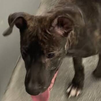 Rescue Pit Bull Terrier Dogs for Adoption in Volcano, Hawaii - Cruiser | PetCurious