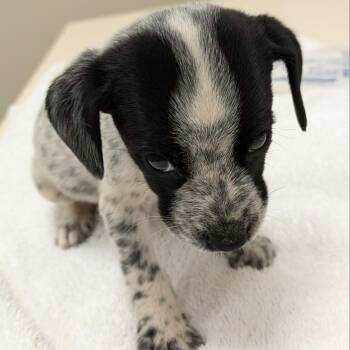 Beagle and Mixed Breed Dogs Available for Adoption in Lynchburg, Virginia - Pop Tart | PetCurious