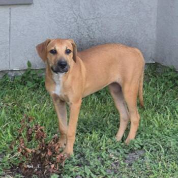 Star -  Hound and Mixed Breed Dog for Adoption in Corpus Christi, Texas - Star | PetCurious