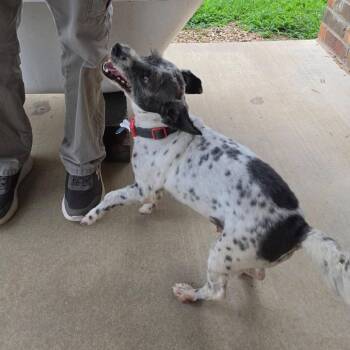 Pepper -  Schnauzer and Mixed Breed Dog for Adoption in Dover, Arkansas - Pepper | PetCurious