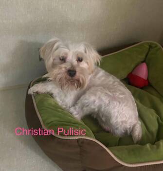 Christian Pulisic -  Miniature Schnauzer Dog for Adoption in Broken Arrow, Oklahoma - Christian Pulisic | PetCurious