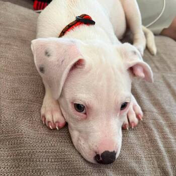Frankie -  Mixed Breed Dog for Adoption in West Olive, Michigan - Frankie | PetCurious