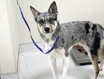 Rescue Australian Cattle Dog Blue Heeler and Mixed Breed Dogs for Adoption in Wildomar, California - Ace | PetCurious