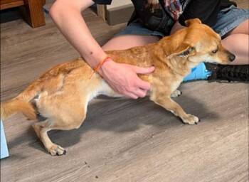 Chihuahua and Dachshund Dogs Available for Adoption in Thompson Falls, Montana - Kubo | PetCurious