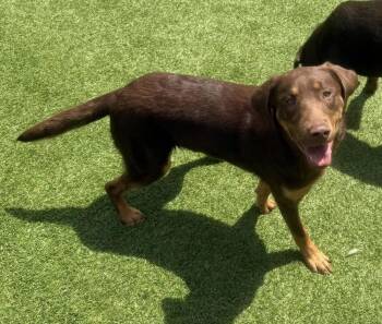 Labrador Retriever Dogs Available for Adoption in Kutztown, Pennsylvania - Reese | PetCurious