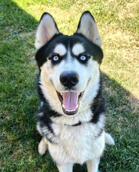 NANOOK -  Siberian Husky Dog for Adoption in Sacramento, California - NANOOK | PetCurious