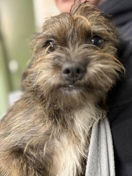 Cairn Terrier Dogs Available for Adoption - CLEO | PetCurious