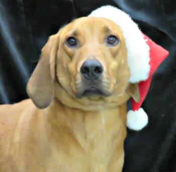 Rescue Redbone Coonhound Dogs for Adoption in Lexington, Virginia - Miles | PetCurious