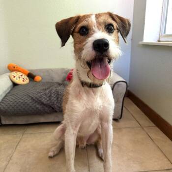 Diego -  Parson Russell Terrier and Fox Terrier Dog for Adoption in High Ridge, Missouri - Diego | PetCurious