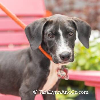 Combes -  Retriever Dog for Adoption in Wake Forest, North Carolina - Combes | PetCurious