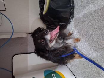 Sissy -  Terrier Dog for Adoption in Lake Havasu City, Arizona - Sissy | PetCurious