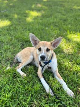 Owen -  Labrador Retriever and Hound Dog for Adoption in Aiken, South Carolina - Owen | PetCurious