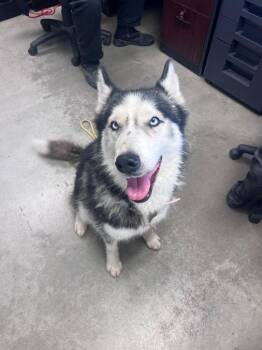 Husky Dogs Available for Adoption in Twentynine Palms, California - Leola | PetCurious