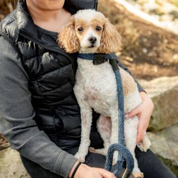 Miniature Poodle Dogs Available for Adoption in Chester Springs, Pennsylvania - Lucy | PetCurious