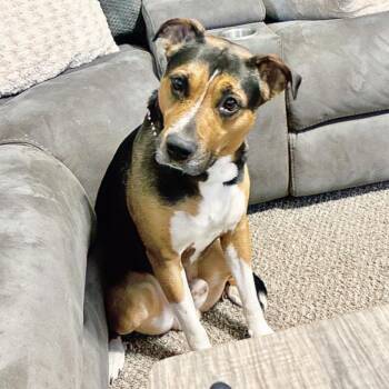 Rescue Pit Bull Terrier and Shepherd Dogs for Adoption in Longview, Texas - Gotti | PetCurious