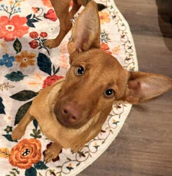 BAILEY -  Border Collie and Pomeranian Dog for Adoption in Quitman, Texas - BAILEY | PetCurious