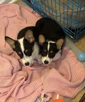 Corgi Dogs Available for Adoption in Omaha, Nebraska - Corgi-Thor | PetCurious
