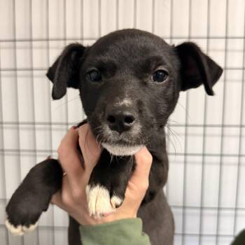 Felucia -  Mixed Breed Dog for Adoption in Columbia, South Carolina - Felucia | PetCurious