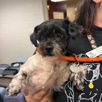 YORK-Stray-16620 -  Shih Tzu Dog for Adoption in York, Pennsylvania - YORK-Stray-16620 | PetCurious