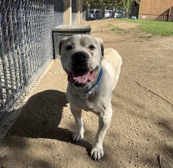 BAYMAX -  Mastiff and Mixed Breed Dog for Adoption in Riverside, California - BAYMAX | PetCurious