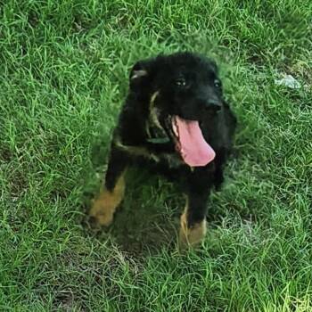 Kaida Remington -  Mixed Breed Dog for Adoption in Duncan, Oklahoma - Kaida Remington | PetCurious