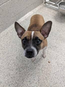 Jack Russell Terrier and Mixed Breed Dogs Available for Adoption - Mac | PetCurious