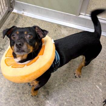 Ottoman -  Chihuahua and Dachshund Dog for Adoption in Woodinville, Washington - Ottoman | PetCurious