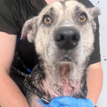 Wanda Werewolf -  Shepherd Dog for Adoption in Summerville, South Carolina - Wanda Werewolf | PetCurious